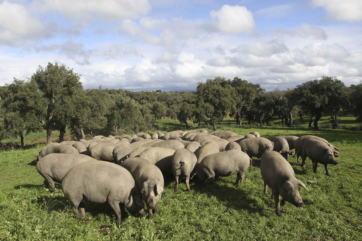 Cáceres, la antología del cerdo